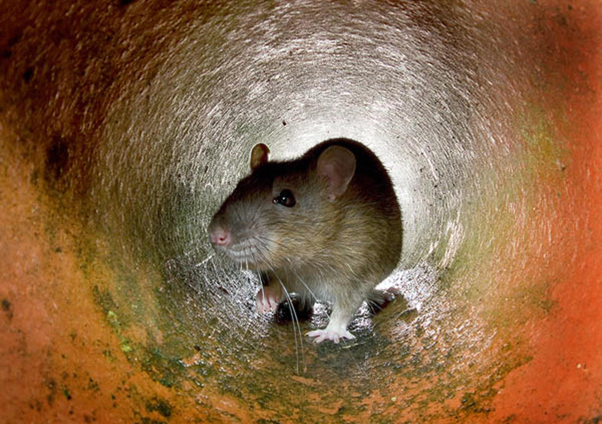 Rats have reportedly chewed through broadband wires in Devon, leaving 1,800 homes without internet connection.