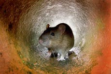 Lockdowns and cold weather could produce ‘perfect storm’ for rats