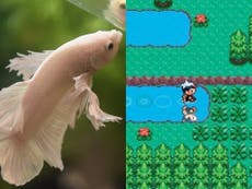 How a pet fish discovered a game-breaking glitch in Pokemon Sapphire