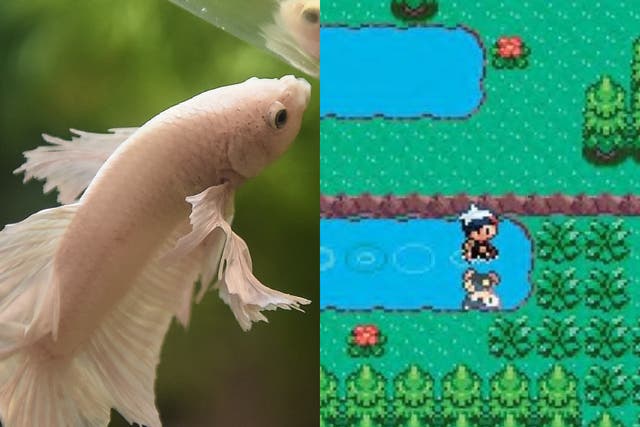 (Left) A Siamese fighting fish, and (right) a screenshot from ‘Pokemon Sapphire'