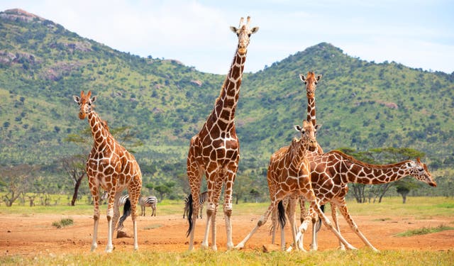 Giraffes Latest News Breaking Stories And Comment The Independent