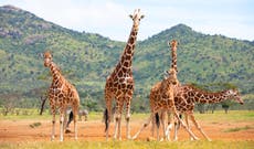 Chantecaille support campaign to save giraffes from extinction