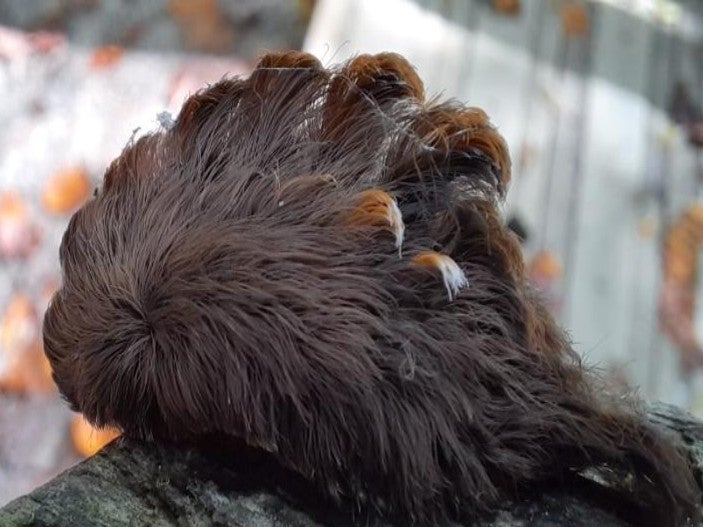 A puss caterpillar in a handout provided by the Virginia Department of Forestry