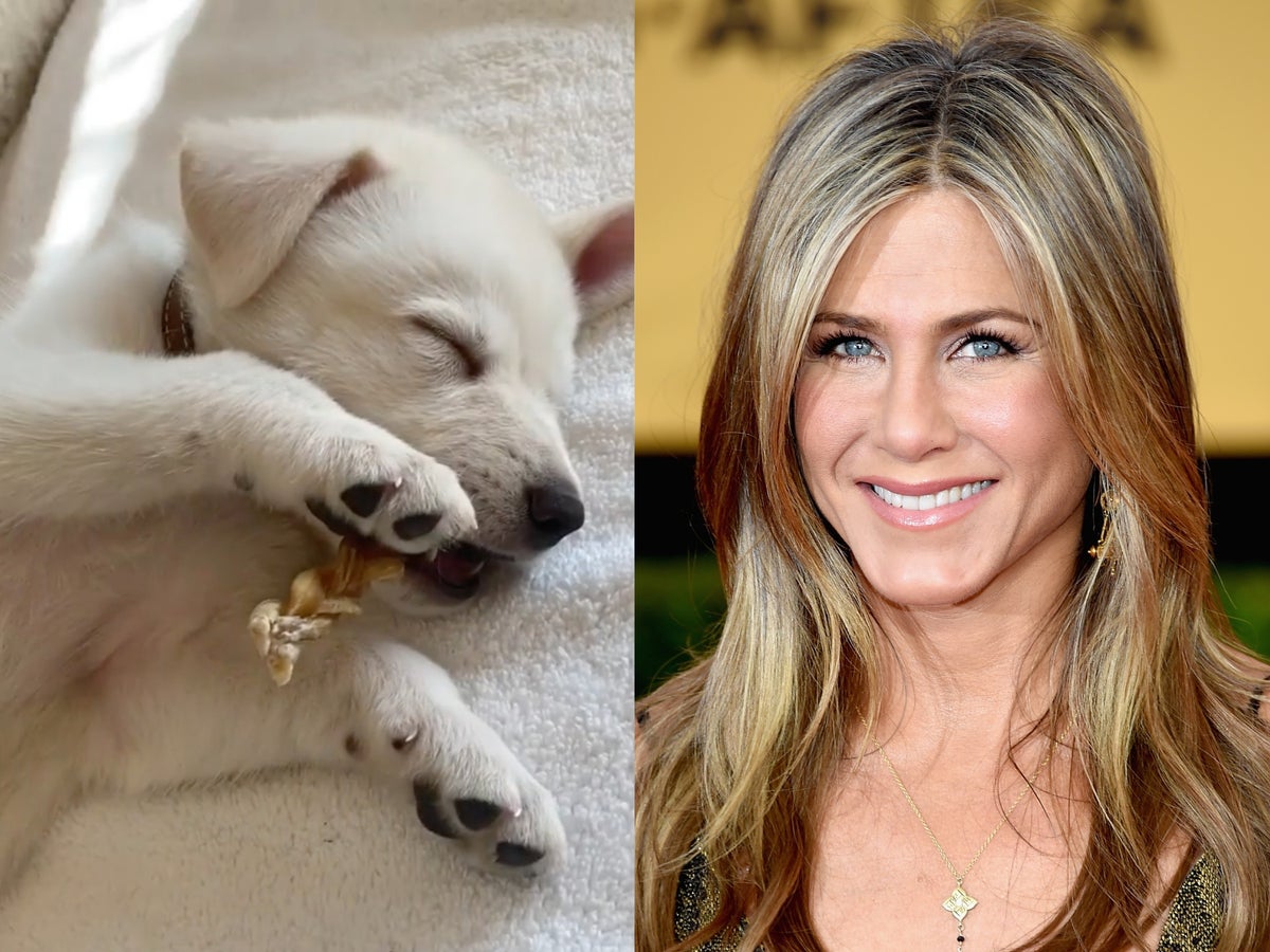 Jennifer Aniston Reveals Where She Gets Her Dogs' Collars