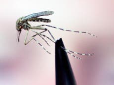 Scientists discover why mosquitoes are so attracted to human blood