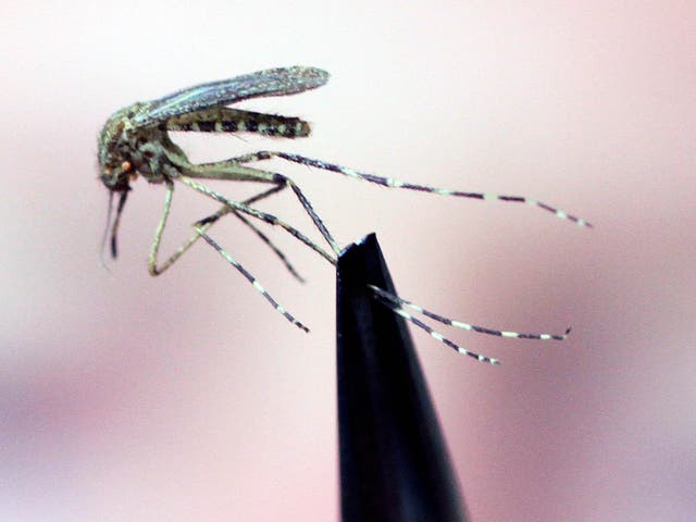 The blood sucking habits of mosquitoes make them one of the deadliest animal on the planet to humans