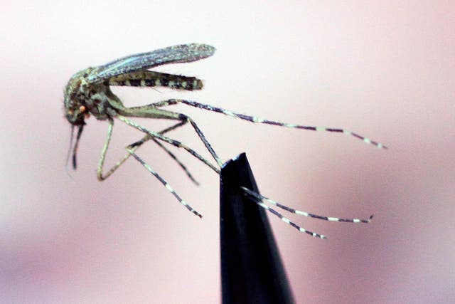 El mosquito es de los animales más mortíferos del planeta para los humanos.