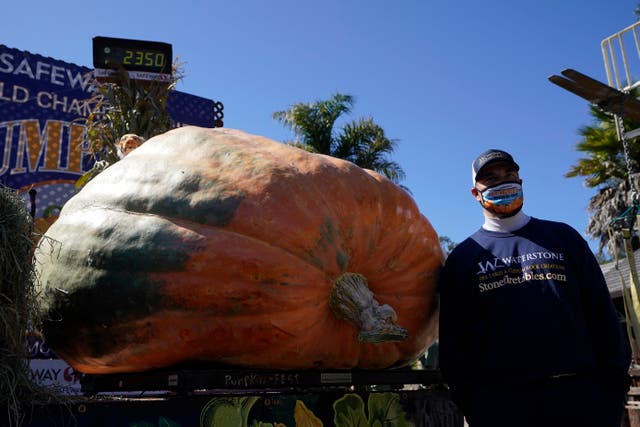 Ganador de calabaza gigante.