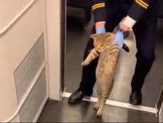 Stowaway cat without ticket escorted off train by guard