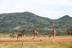 Celebrities join campaign to save giraffes from ‘silent extinction’