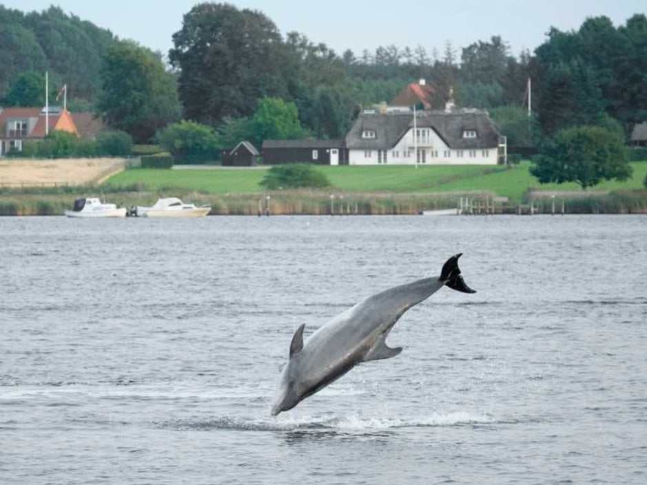Feel the Force: Yoda the dolphin leaps into the air