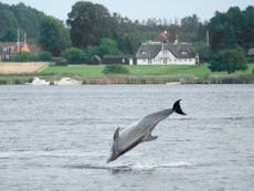 Scottish bottlenose dolphin ‘Yoda’ seen off coast of Denmark
