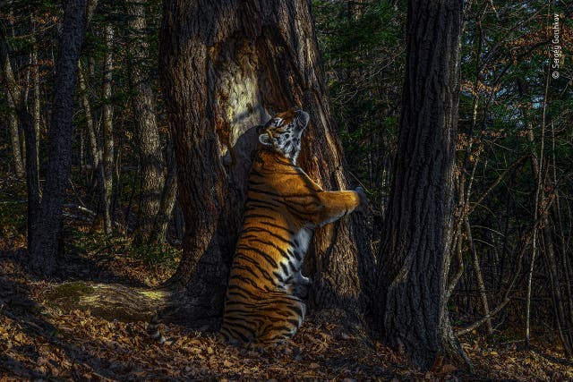 Handout photo issued by the Natural History Museum of Wild and free Siberian Tiger! by Sergey Gorshkov, which has won this year’s Wildlife Photographer of the Year competition.