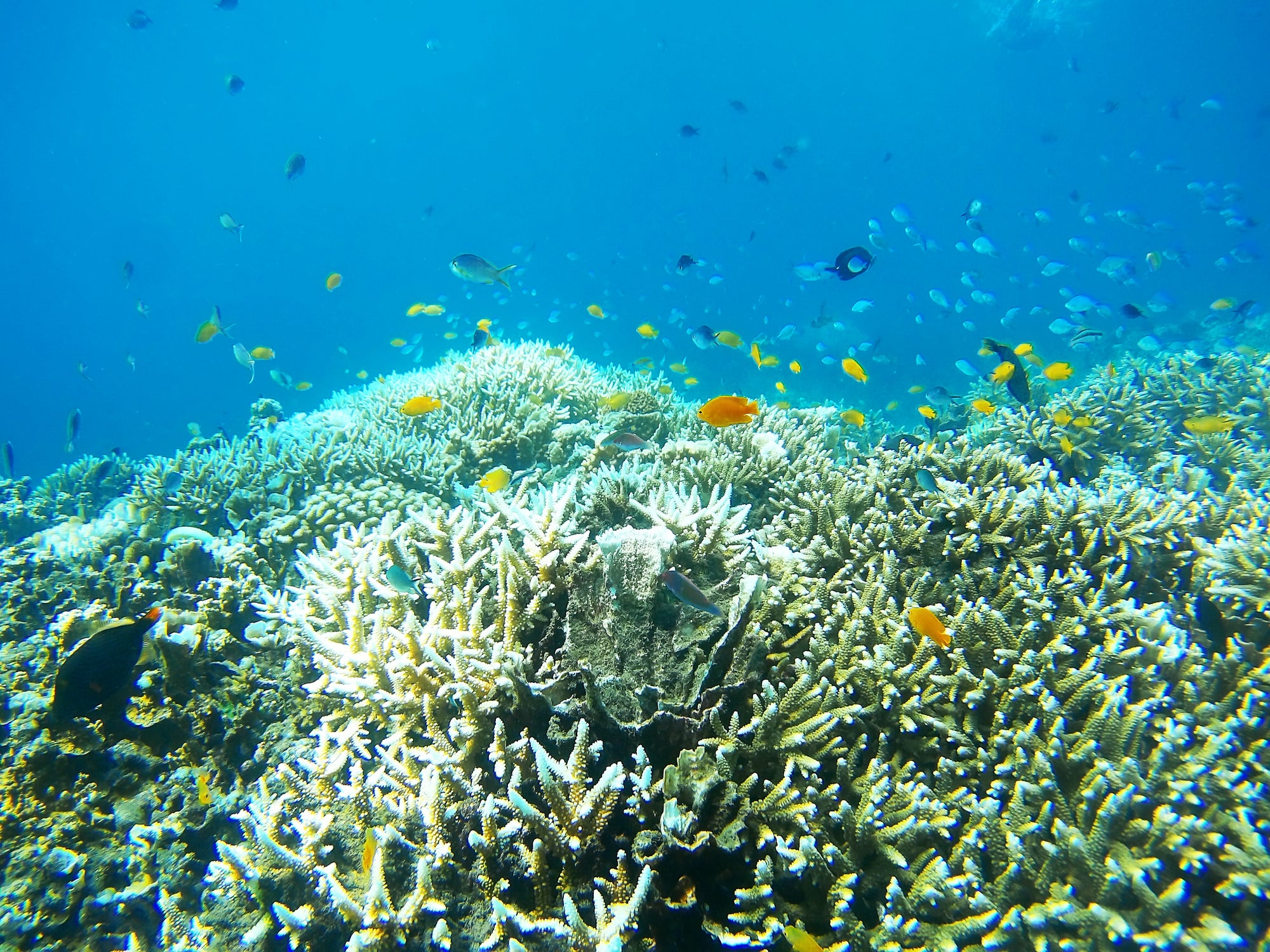 The once brightly hued coral has turned a pale grey due to coral bleaching caused by high temperatures