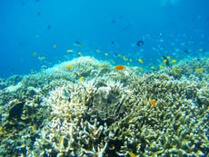 Australia’s Great Barrier Reef 'has lost half its corals since 1995’