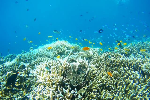 The once brightly hued coral has turned a pale grey due to coral bleaching caused by high temperatures