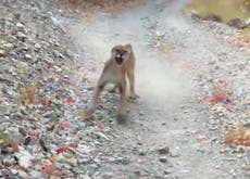 Hiker chased by cougar after getting near cubs
