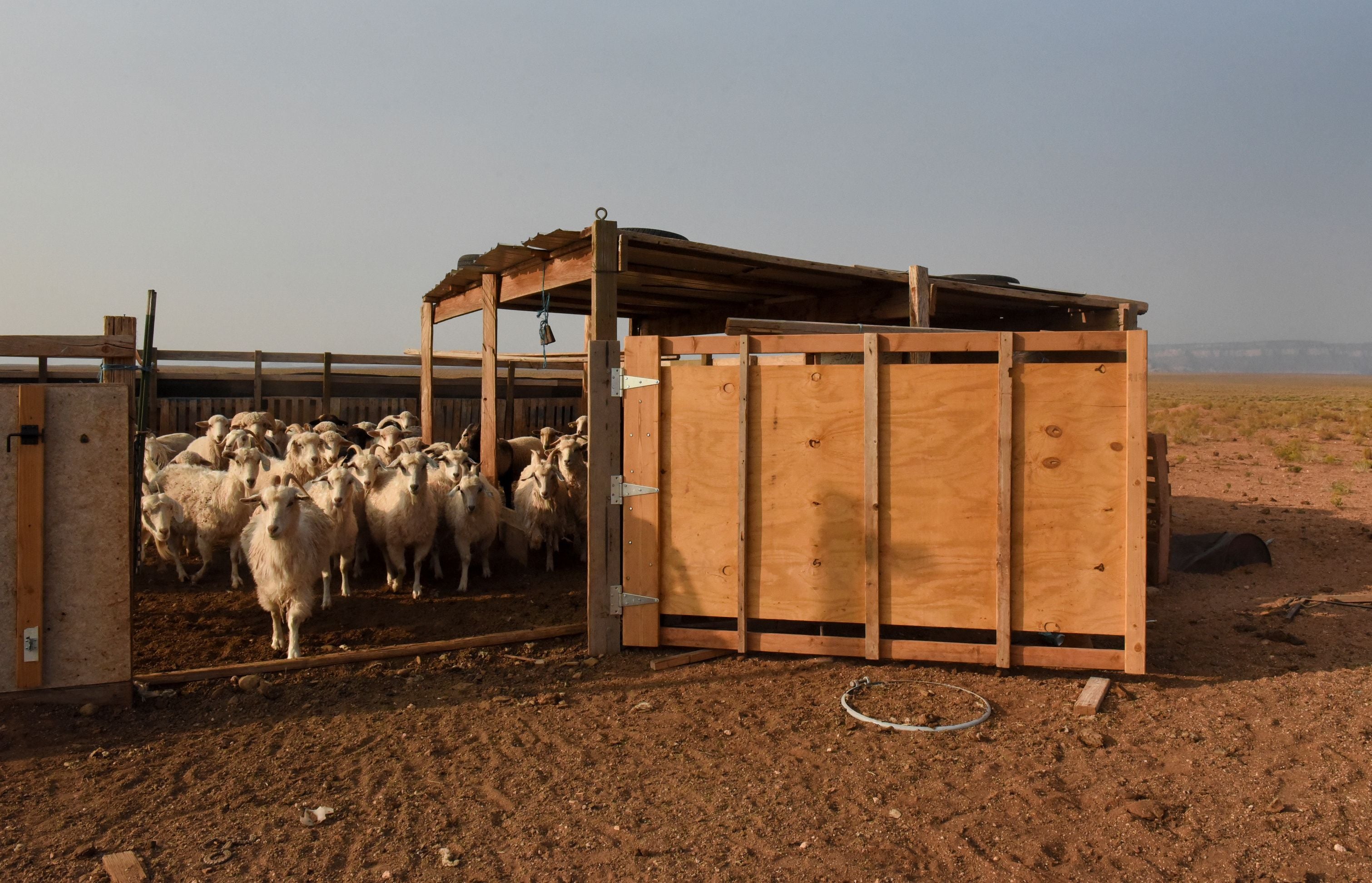 Sheep in Maybelle Sloan’s corral are let out in the morning