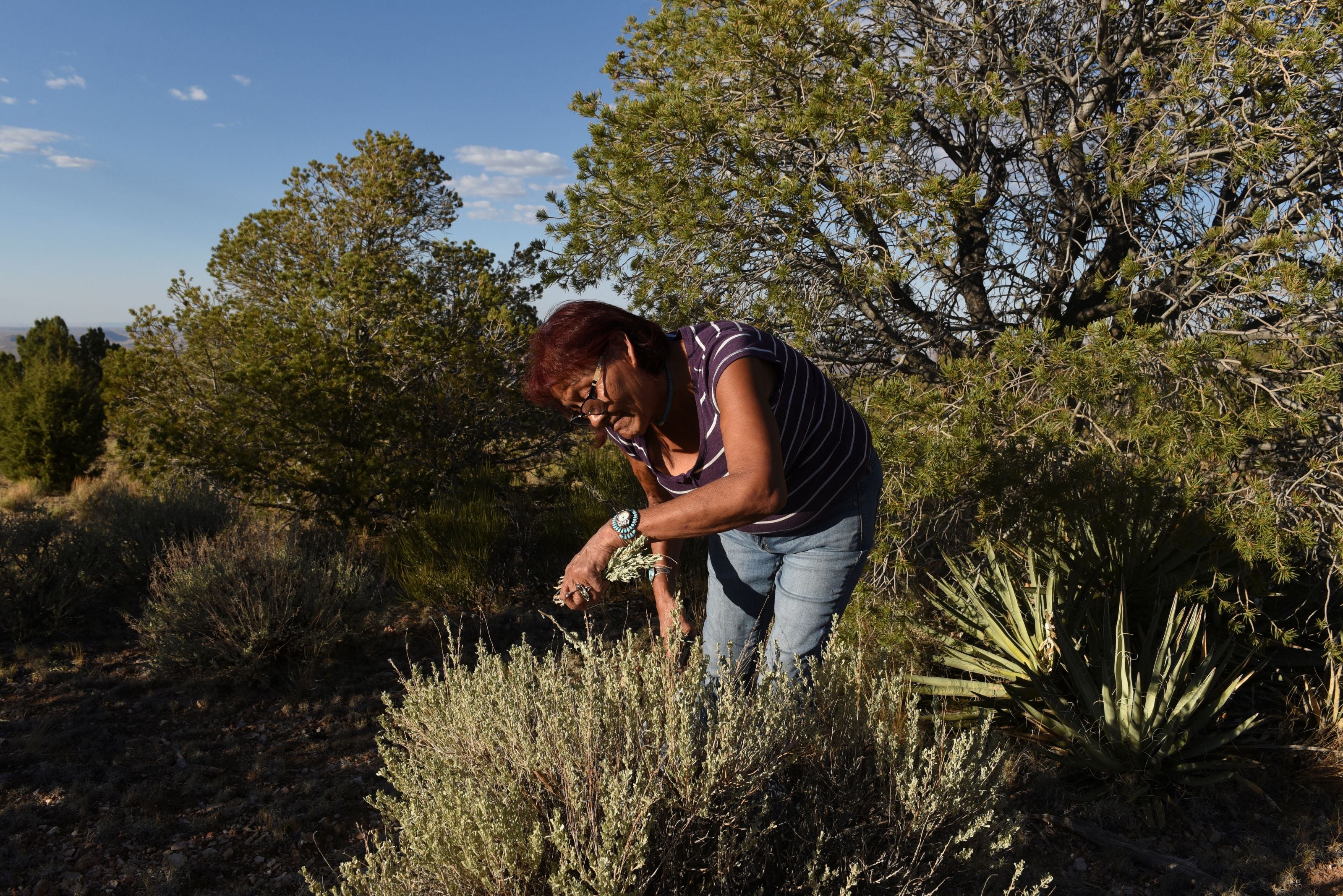 Bertha Secody, 57, harvests sage at a remote area above the Grand Canyon