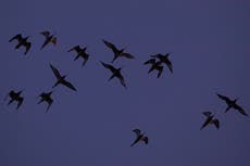 Bird sets record for non-stop flight with epic 7,500-mile journey