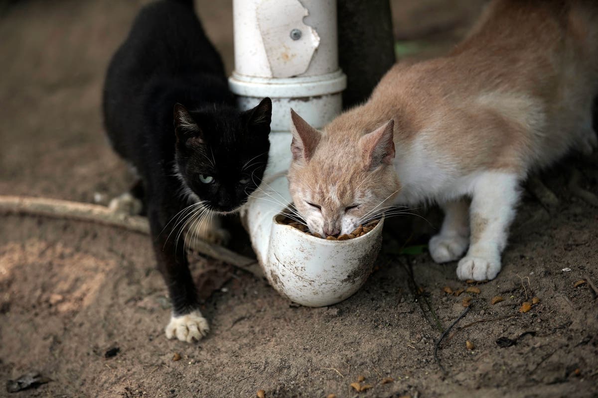 Последняя кошка. Cats жизненные фото. Карибская кошка. Больная кошка (Бразилия). Больная кошка Бразилия игра.