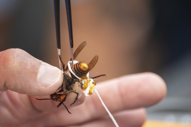Asian hornets are an invasive species that can decimate entire hives of bees