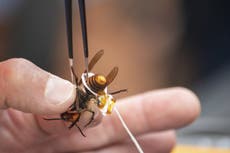 Murder hornet escapes after being captured by scientists