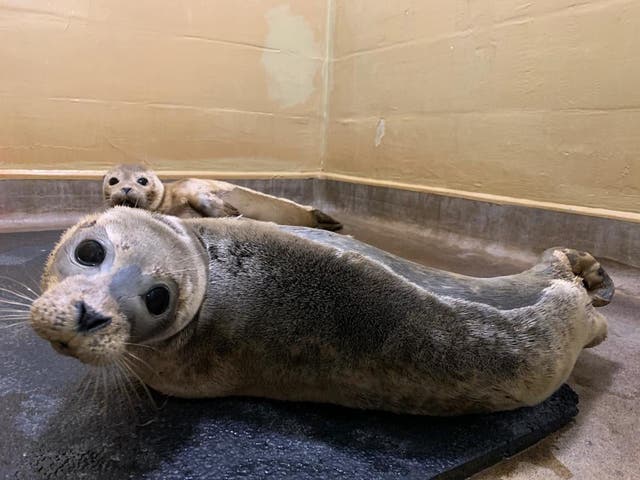 Seals enjoy a makeshift sauna made from a wallpaper stripper by staff at an RSPCA centre. 