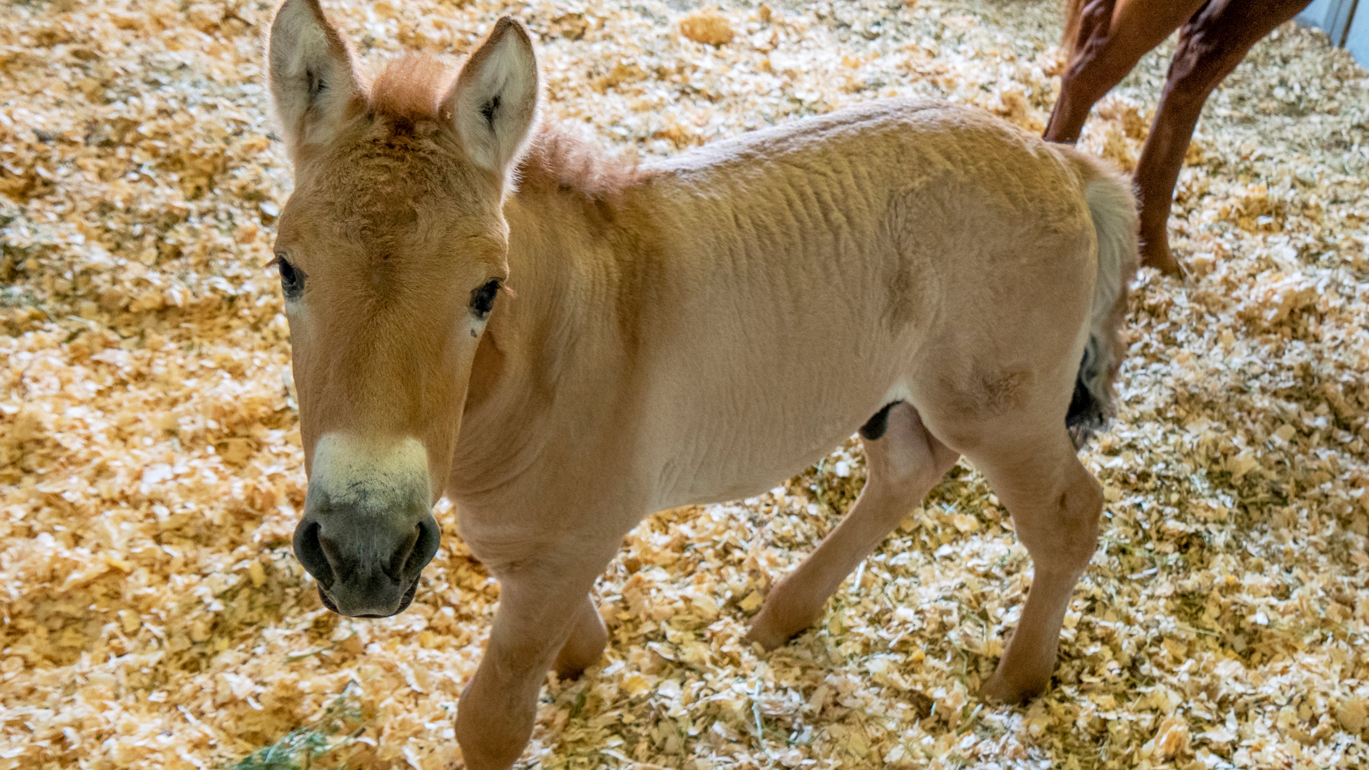 Endangered Horse Cloned