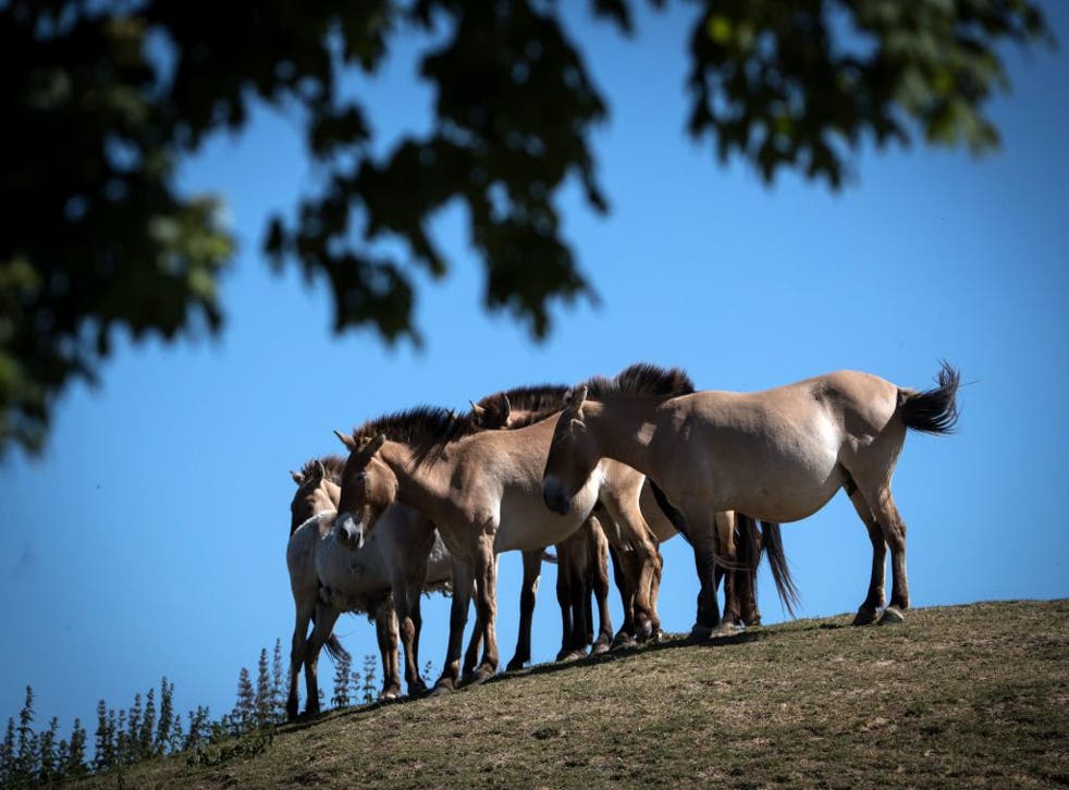 La especie Przewalski se encuentra en peligro de extinción.