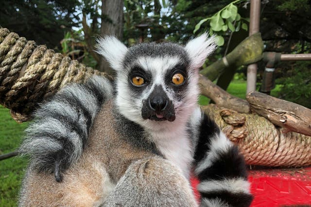 Stolen Lemur