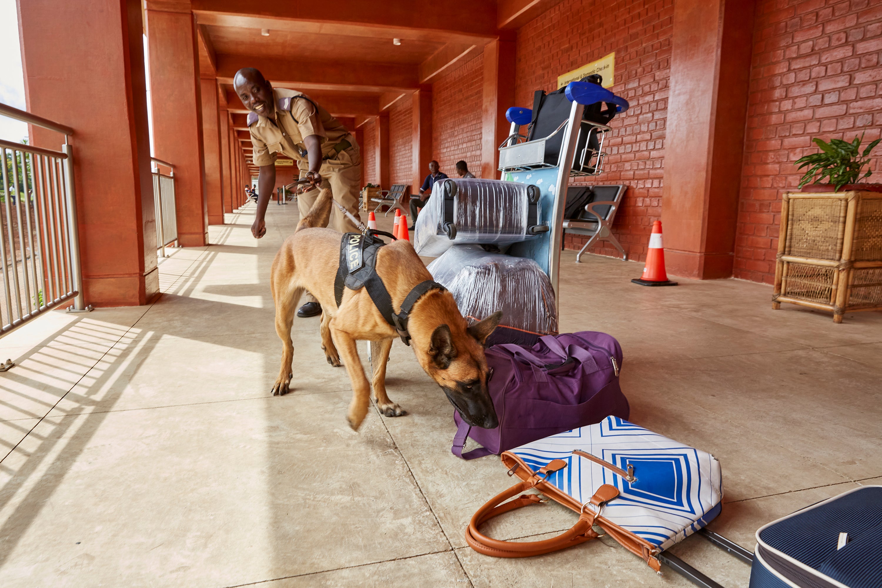 Passengers are told to put their luggage in a straight line and are then asked to step back while the dog and handler search each bag individually. Once the dog has cleared the luggage, the passengers are allowed to continue on to the check-in counter