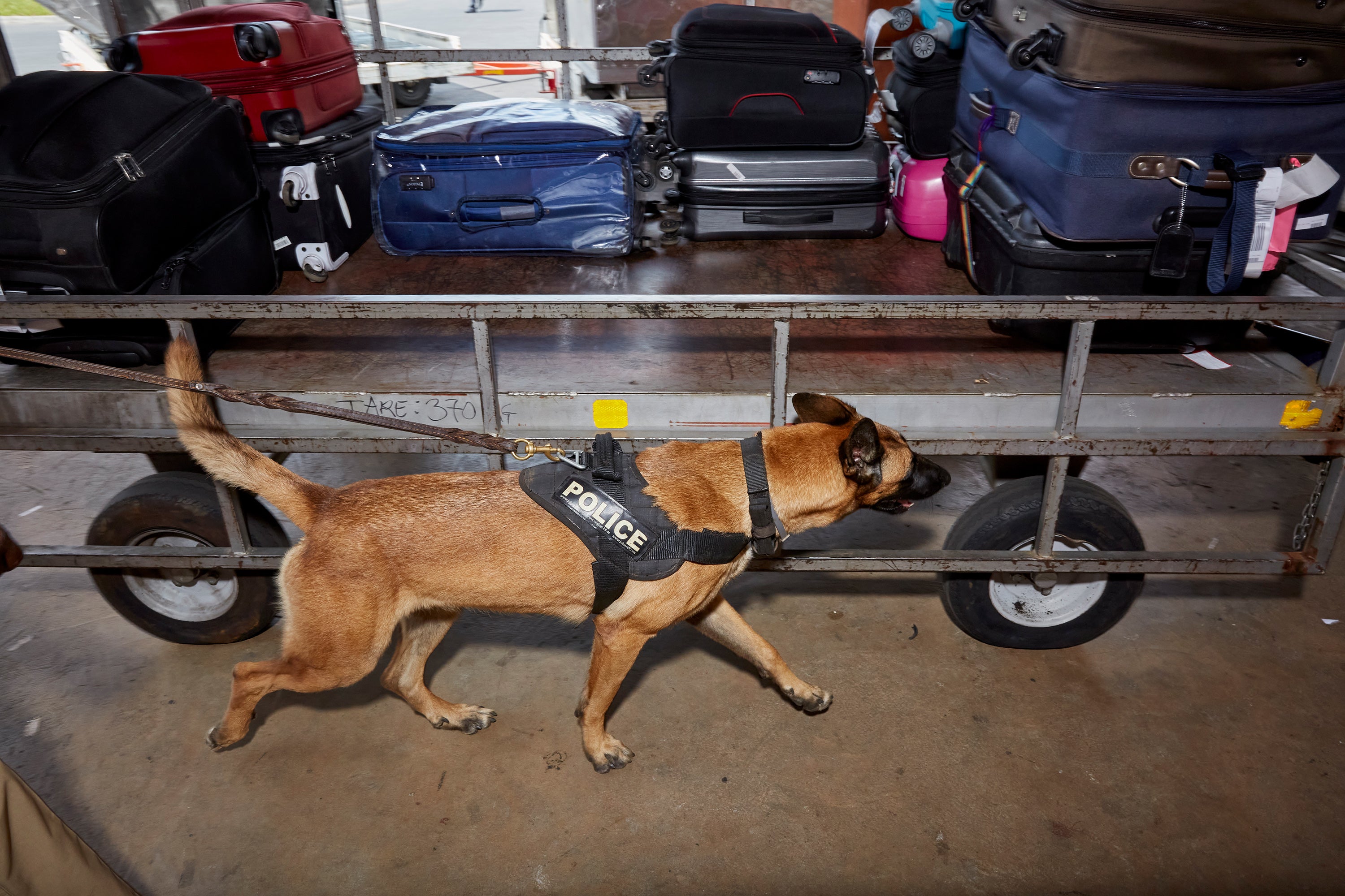Danna, one of five dogs in Malawi’s first Wildlife Detection Dog Unit, passes luggage at Kamuzu International Airport