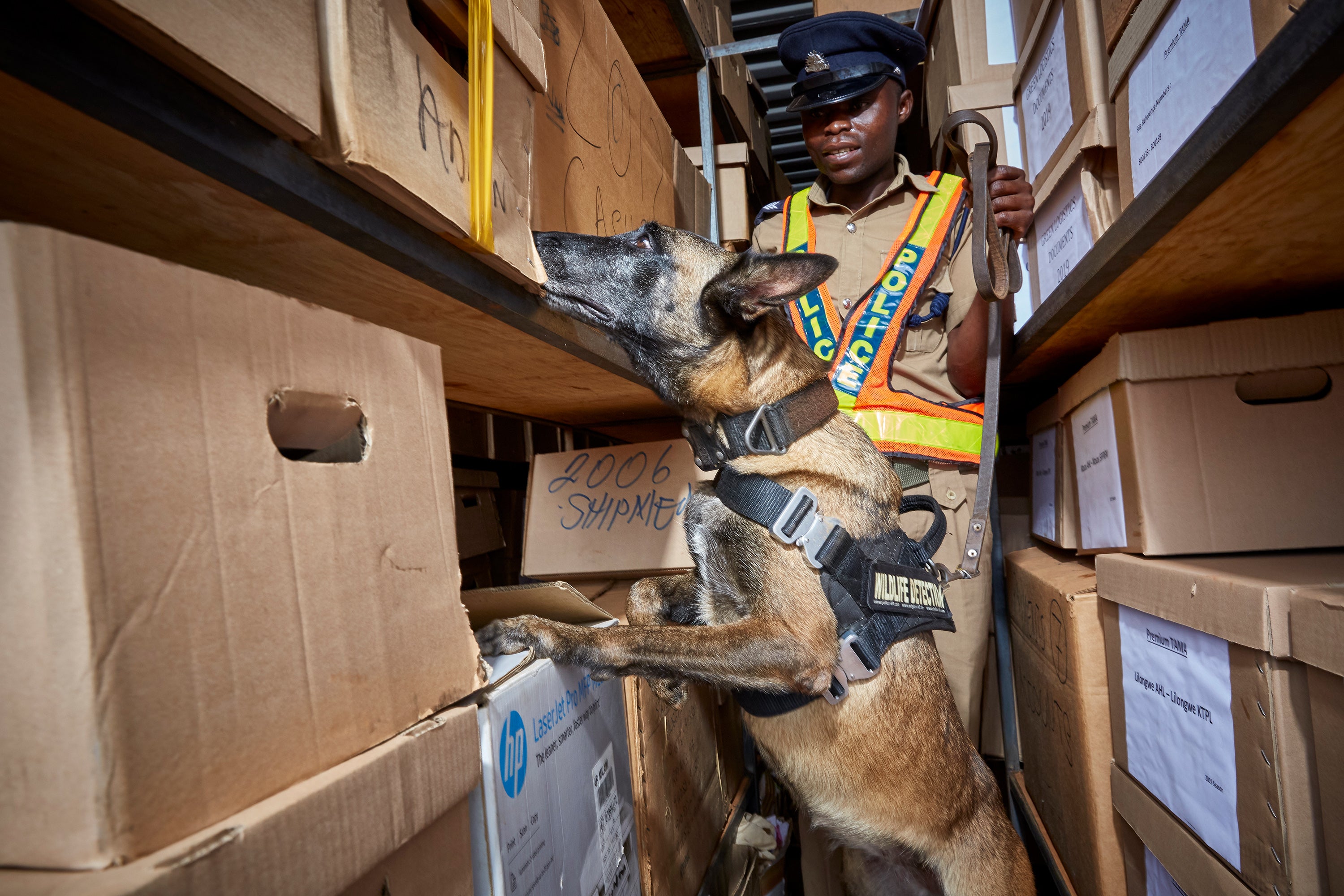 Shipping containers are particularly difficult to search as they are hermetically sealed and require a warrant to open. Unless one of them is suspected of containing a large amount of illegal wildlife products like ivory or rhino horn, the dogs would not be able to search inside