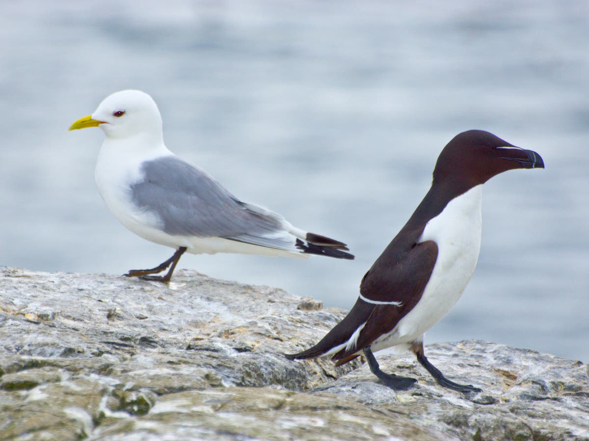 RSPB warns Boris Johnson’s plan to turn UK into ‘Saudi Arabia of wind’ could put vulnerable seabirds at risk