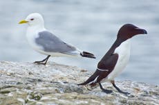 RSPB warns rapid roll-out of wind farms could put seabirds at risk
