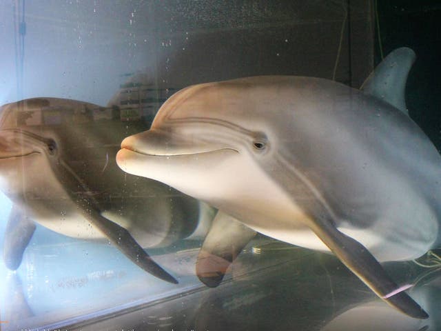 An animatronic dolphin robot built by Edge Innovations in a tank in Freemont, California, on 30 September, 2020