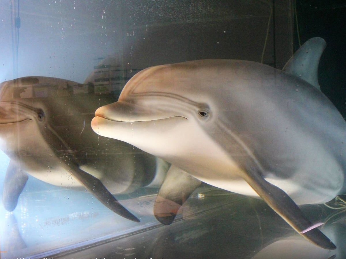 Robot dolphin could replace captive animals in aquariums and theme parks | The Independent