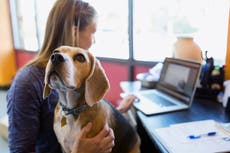 
7 ways to make the most of working from home with your dogs