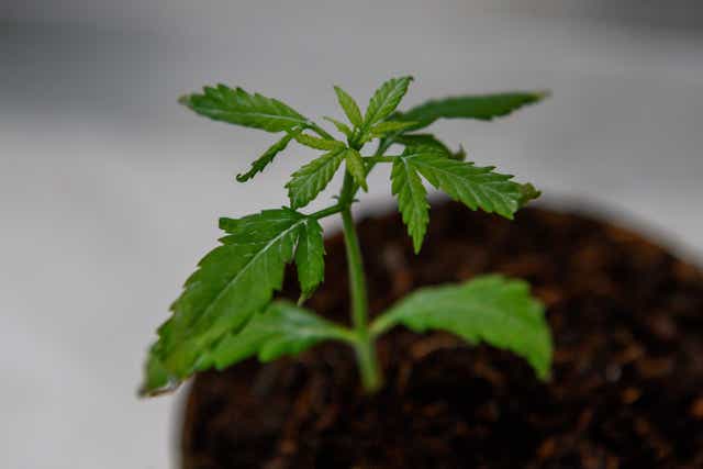 A cannabis seedling (Photo by MLADEN ANTONOV/AFP via Getty Images)