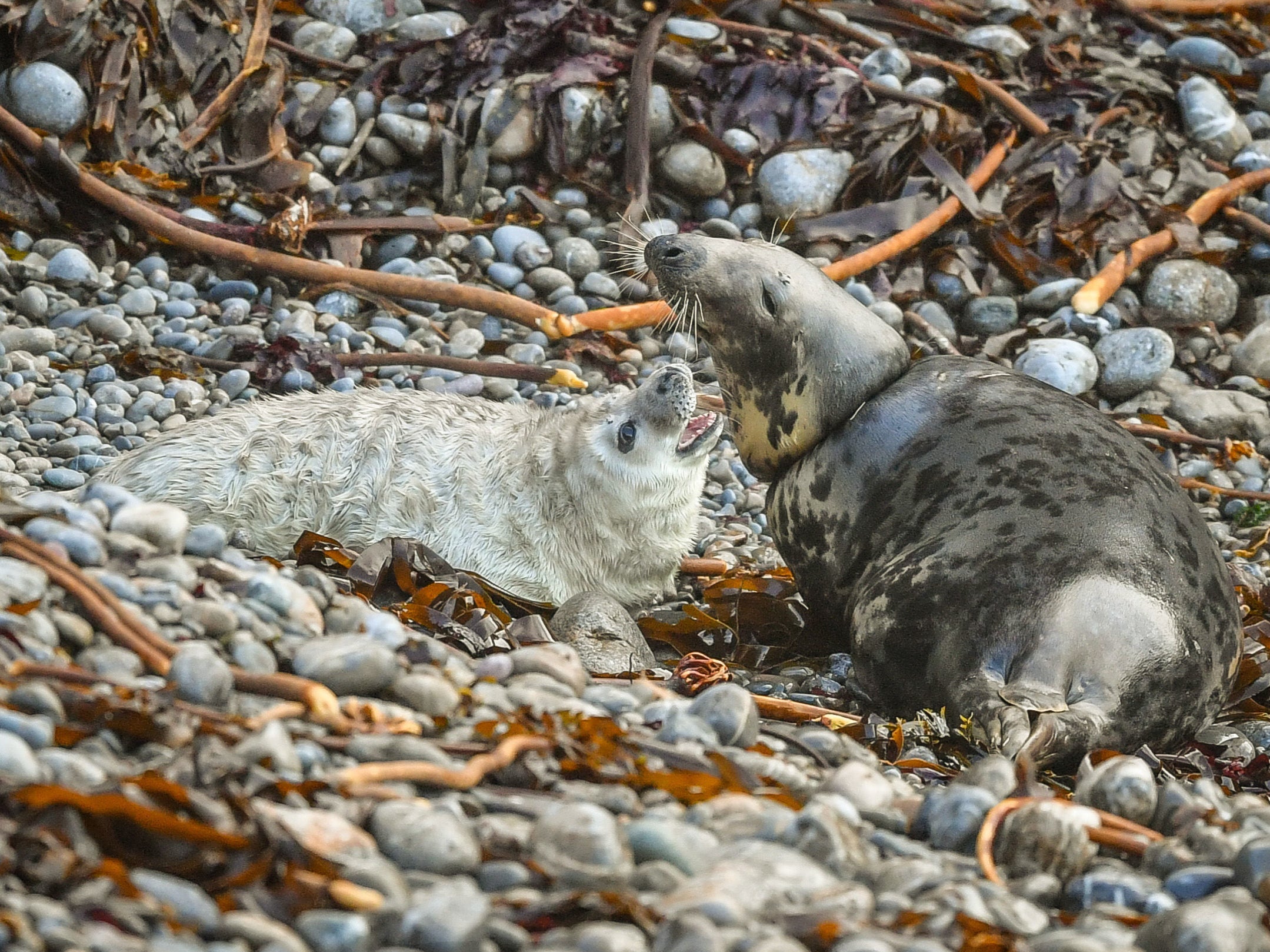 A female Atlantic grey seal with her pup at a remote breeding ground in Pembrokeshire. The National Trust is warning of the dangers of ocean waste after the seal was spotted with fishing debris caught around its neck.