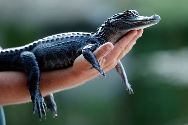 Alligator Ban Lawsuit