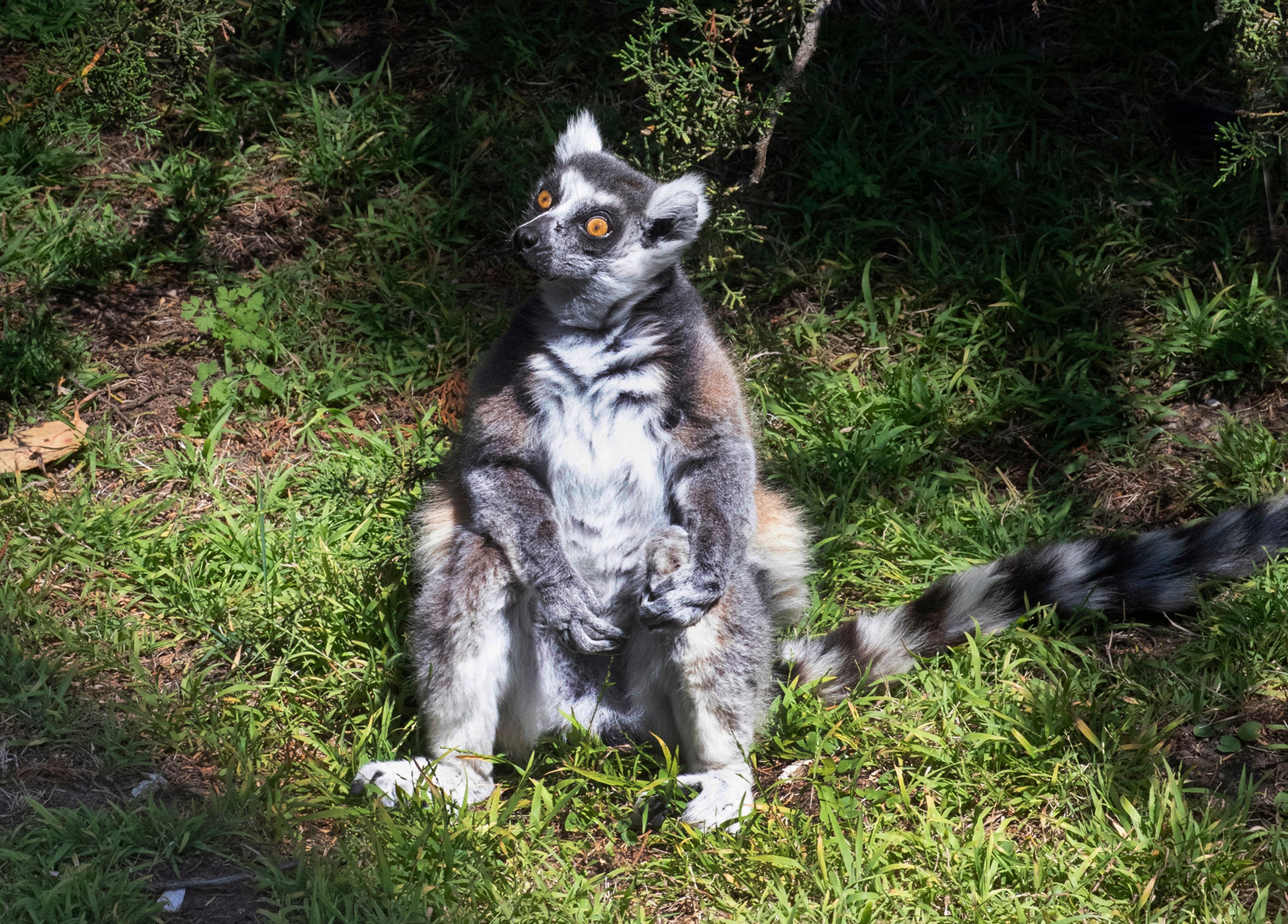 Stolen Lemur