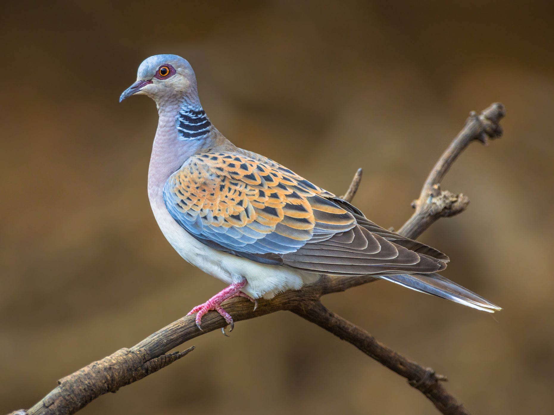 A turtle dove is now a rare sight in the UK. Overall, farmland birds have declined by 55% since 1970