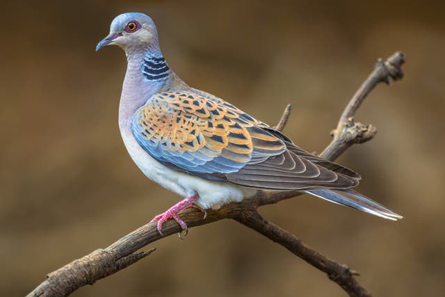A turtle dove is now a rare sight in the UK. Overall, farmland birds have declined by 55% since 1970