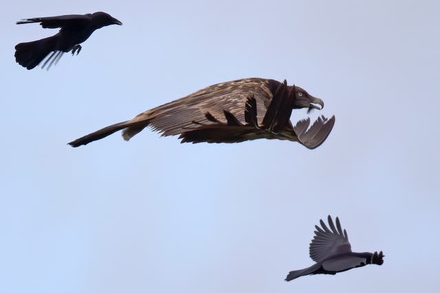 Birdwatcher Peter Coe says he took this photo after he jumped out of his car ‘in a blind panic’, as Vigo and her corvid outriders flew over Beachy Head towards France
