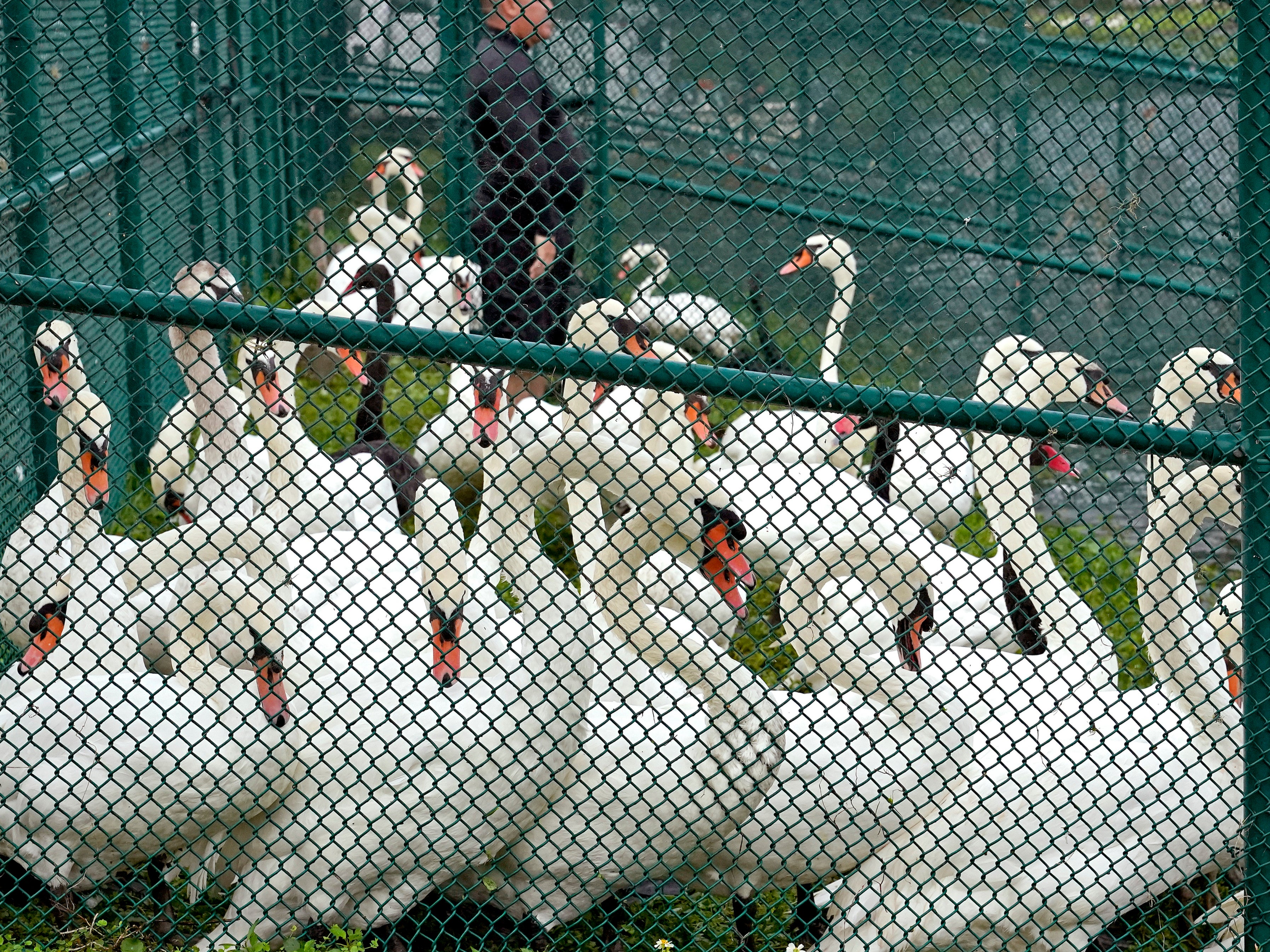 Swans at Lake Morton, Lakeland, Florida, following an annual round-up to check their health