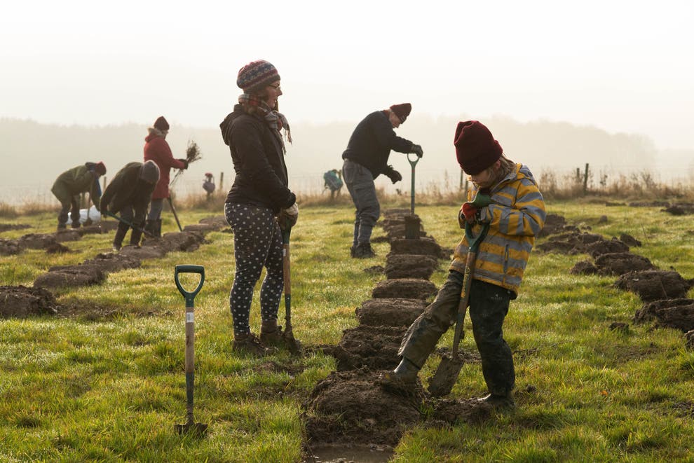 Woodland Trust to plant 50 million trees over 5 years to fight climate