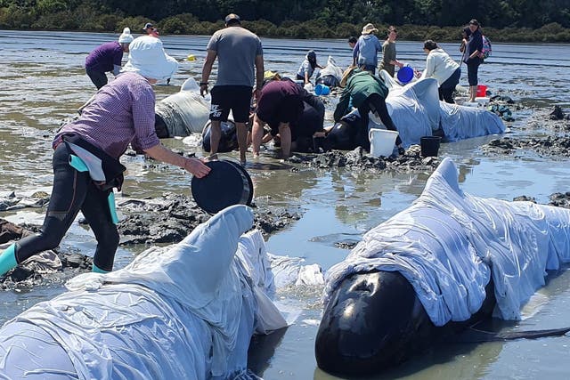 The pod of pilot whales were stranded on the North Island’s Coromandel Peninsula 