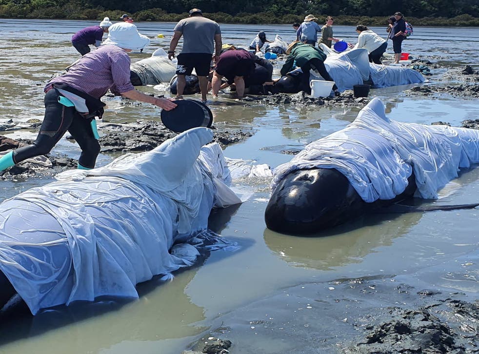 The pod of pilot whales were stranded on the North Island’s Coromandel Peninsula 
